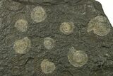Fossil Ammonite (Dactylioceras) Cluster - Posidonia Shale, Germany #383718-1